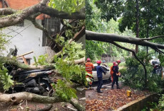 Bogor Diterjang Hujan Deras dan Angin Kencang, Rumah dan Warung Hancur Tertimpa Pohon Tumbang!