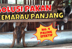 5 Pakan Alternatif untuk Kambing di Musim Kemarau, No 4 Paling Mudah Didapat! Peternak Jangan Lupa Stok Ya