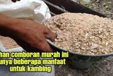 Peternak Wajib Tau! Resep Pakan Comboran Kering untuk Kambing di Musim Hujan, Anti Kembung dan Sakit Coba Kuy