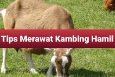 5 Tips Cara Merawat Kambing Hamil Agar Sehat Sampai Lahiran, Peternak Wajib Praktekin Nih! Jamin Manjur...