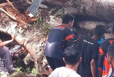 Tragis! Pohon Beringin Raksasa Tumbang di Sopeng, 9 Tewas dan Puluhan Terluka di Lokasi Wisata