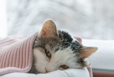 Kucing Terkena Flu? Berikut 5 Pengobatan yang Dapat Kamu Lakukan Sendiri di Rumah, Simak Penjelasannya...