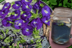 Tips Cara Membuat Minuman Bunga Telang yang Bisa Mengencangkan Wajah Jadi Awet Muda, Cuma 5 Bahan Aja!
