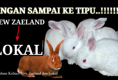 Info Ternak, Perbedaan Kelinci New Zealand dan Lokal, Serupa Tapi Tak Sama, Jangan Sampai Keliru!