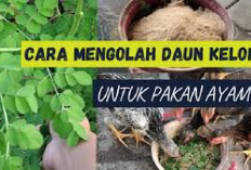 Info Ternak, Cara Mengolah Daun Kelor untuk Pakan Ayam, Solusi Inovatif Peternakan Ekonomis...