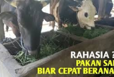 Rekomendasi 6 Pakan Sapi Agar Cepat Hamil, Solusi Alternatif Dalam Dunia Peternakan, Apa Aja Ya? Cekidot!