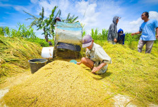 Musim Kemarau Telah Tiba! Kementan Serukan Petani Tanam Varietas Padi Adaptif Ini