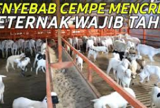 Info Ternak, 7 Faktor Penyebab Cempe Mencret, Peternak Wajib Waspada No 4 Bahaya Banget Kenapa? Cek Disini