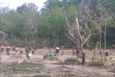 Asiknya Ngunah, Tradisi Warga Muratara Tangkap Ikan Dimusim Kemarau 