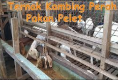 Info Ternak, Peternakan Modern Kambing Perah, Meningkatkan Produktivitas dengan Pakan Pelet, Tertarik Mencoba?