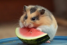 Simak! Makanan Alami Apa Saja yang Sebaiknya Kamu Berikan Ke Hamster dan Cara Perawatannya, Ini Penjelasannya