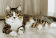 Kucing Hamil atau Gendut? Berikut 4 Tanda yang Harus Kamu Tau Untuk Membedakannya, Simak Penjelasannya Disini
