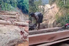 Viral Video Dugaan Pembalakan Liar di Pesisir Barat Lampung Bikin Warga Resah, Polda Lakukan Penyelidikan