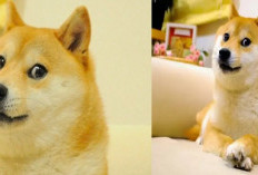 Mengsedih, Anjing Shiba Inu di Doge Meme Mati dalam Kondisi Begini!