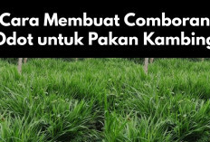 Praktis! Resep dan Cara Membuat Comboran Odot untuk Pakan Kambing, Peternak Wajib Coba Auto Hemat Uang