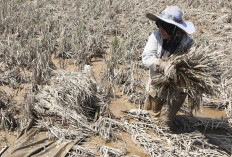 Utang KUR UMKM Korban Banjir Sumatera Berpotensi Diputus, Pemerintah Siapkan Skema Pemutihan