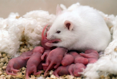 Ingin Breeding Hamster? 7 Hal yang Harus Kamu Perhatikan Sebelum Memulainya, Apa Aja?