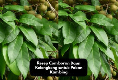 Resep Comboran Daun Kelengkeng untuk Pakan Kambing, Peternak Milenial Wajib Coba Racikan Ini Jamin Manjur!