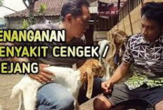 Manjur! 6 Cara Penanganan Penyakit Cengek Atau Kejang Pada Kambing, Peternak Wajib Coba, Pasti Sembuh Total