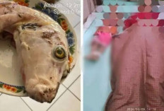 Santap Telur Ikan Buntal, Seorang Ibu dan Kedua Anaknya Tewas Keracunan di Maluku, Ternyata Suami...