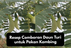 Mudah Banget! Ini Resep Comboran Daun Turi untuk Pakan Kambing, Kuy Cobain, Ampuh Bikin Ternak Cepat Besar