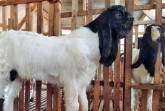 Jangan Coba! Ini Rahasia Sukses Ternak Kambing Etawa, Panduan Praktis untuk Pemula Jamin Untung Gede