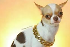 6 Tips Cara Merawat Anak Anjing Chihuahua Baru Lahir, Owner Simak Ini! No 1 Paling Penting...