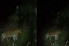 Viral Detik-detik Kemunculan Harimau Sumatra di Kebun Warga, BKSDA Bengkulu Imbau Waspada