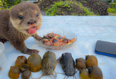 Owner Tau Gak Sih, Apa Saja Makanan yang Dibutuhkan Baby Otter Dalam Masa Pertumbuhan? Cek Disini...