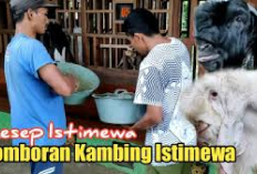 Auto Win! 5 Tips Pemberian Pakan Comboran Beserta Resep Istimewa untuk Kambing Kontes, Peternak Simak Sini