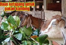 5 Manfaat Daun Ketapang untuk Pakan Kambing, Solusi Peternakan Menekan Biaya Makan Ternak!