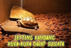 6 Cara Setting Kandang Kura-Kura Darat Sulcata yang Perlu Kamu Ketahui, Jamin Bikin Nyaman dan Sehat!