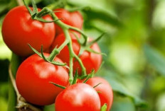 7 Manfaat Menakjubkan Tomat untuk Kesehatan Tubuh, Cegah Kanker dan Perkuat Tulang