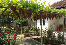 3 Kombinasi Tanaman Buah dan Hias untuk Pekarangan Rumah Cantik, Sejuk, dan Produktif