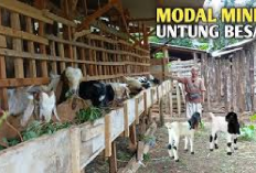 Ide Bisnis, Cara Memulai Usaha Ternak Kambing Pygmy yang Menguntungkan untuk Pemula, Auto Cuan Puluhan Juta!