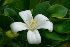 Bunda Udah Tau Belum? Kemuning, Tanaman Herbal Kaya Khasiat untuk Kesehatan, Bisa Meredakan Nyeri Juga Loh