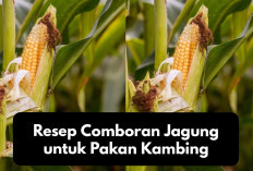 Resep Comboran Jagung untuk Pakan Kambing, Peternak Pemula Wajib Coba! Tips Alternatif Peternakan Modern