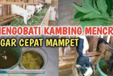 5 Cara Mengobati Kambing Mencret dengan Obat Herbal Alami, Peternak Wajib Tau! Jamin Auto Sembuh 100 Persen