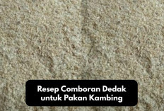 Segudang Manfaat! Resep Comboran Dedak untuk Pakan Kambing, Peternak Wajib Coba Racikan Ini Jamin Bikin Gemuk