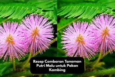 Resep Comboran Tanaman Putri Malu untuk Pakan Kambing Peternak Pemula Wajib Tau, Berikut Tips dan Cara Buatnya