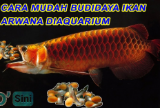 Wow! Harga Anak Ikan Arwana Super Red Mencapai Rp3 Juta, Berikut Cara Budidayanya...