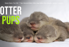 Owner Harus Tau Nih! 7 Tips Merawat Baby Otter yang Belum Bisa Mandiri, Berikut Caranya...