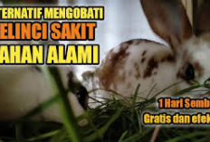 Info Rabbit! 6 Bahan Alami untuk Mengobati Kelinci Sakit, Solusi Alternatif Dalam Peternakan Berikut Caranya