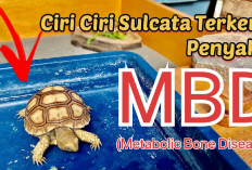Info Ternak, 6 Cara Mengatasi Kura-kura yang Mengidap Metabolic Bone Disease Atau MBD