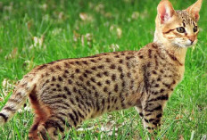 6 Fakta Menarik Seputar Kucing Ashera yang Merupakan Hewan Unik Dengan Bulunya yang Indah