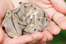 7 Ciri-ciri Hamster yang Sedang Hamil dan Persiapan Pasca Melahirkan, Yuk Simak Apa Aja?