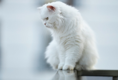 5 Fakta Unik Ras Kucing yang Memiliki Warna Putih, Nomor 3 Banyak di Percayai Masyarakat Jepang, Kenapa?