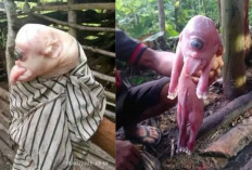 Viral! Ini Fakta Anak Babi yang Lahir Bermata Satu di NTT, Bertahan Hidup Cuma 15 Menit?