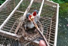 Kicau Mania Wajib Tau 4 Makanan Burung Kutilang Agar Gacor Bernyanyi, Apa Aja Sih? Buktiin Sendiri!