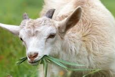 Akurat! Ini Ciri-Ciri Kambing Sakit Kembung dan Cara Mengatasinya, Peternak Pemula Wajib Waspada, Cek Disini